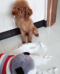 泰迪防止细小的方法,泰迪注意什么不容易生病