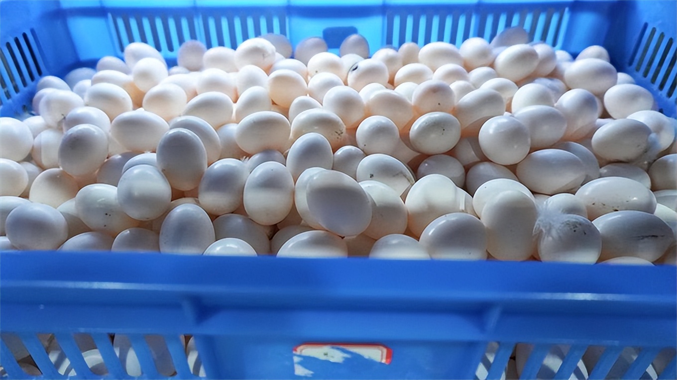 小鸽子大产业,小鸽子孵出乡村大产业