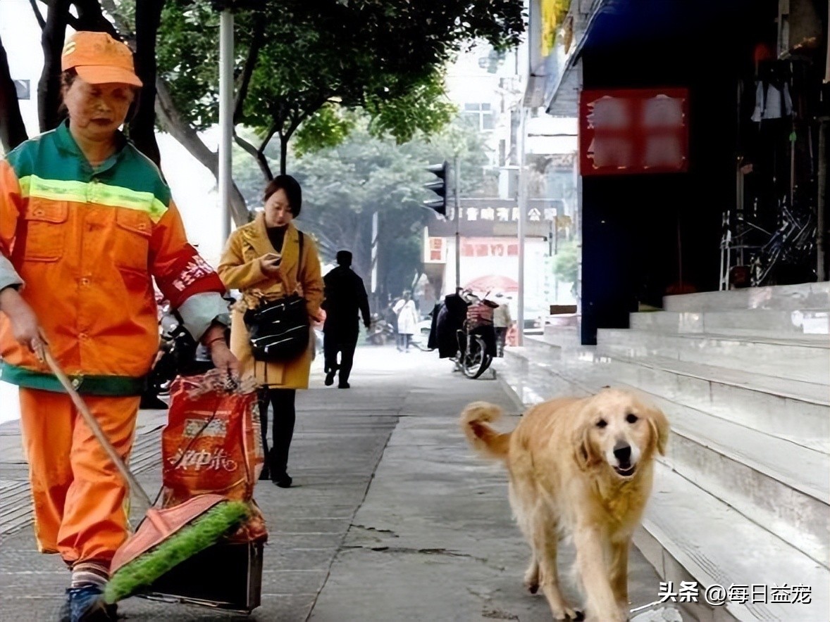 金毛救回一只众人嫌弃的人,金毛被好心人救