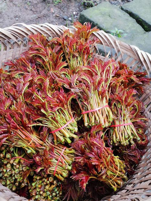 有一种野菜叫荠菜有什么营养,野菜面条菜有什么营养成分