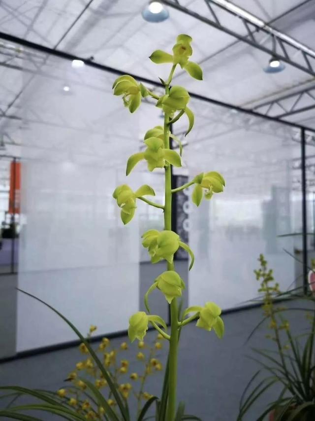 杭州兰展上，一盆蕙兰惊艳众人，兰花主人说什么也不卖