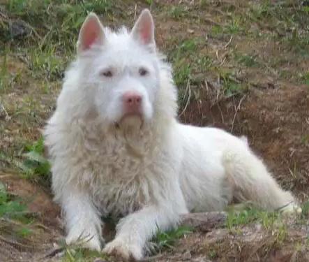 为什么越来越多人弃养狗,为什么有很多人养了狗感觉比人好