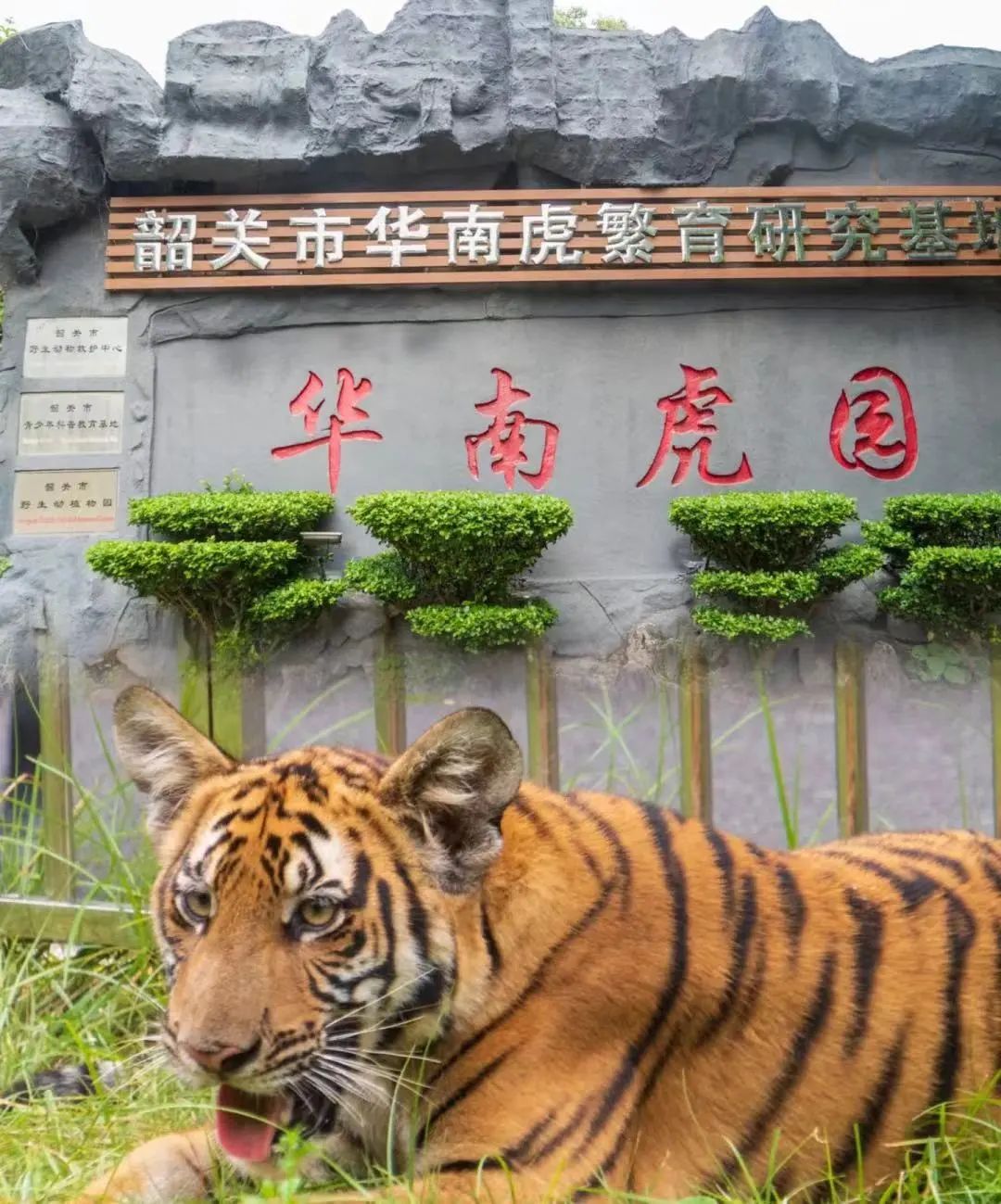 韶关巨型稻草人王国,数百个大型稻草人乐园