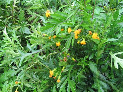 菊三七是什么药材,菊三七属都有哪些植物