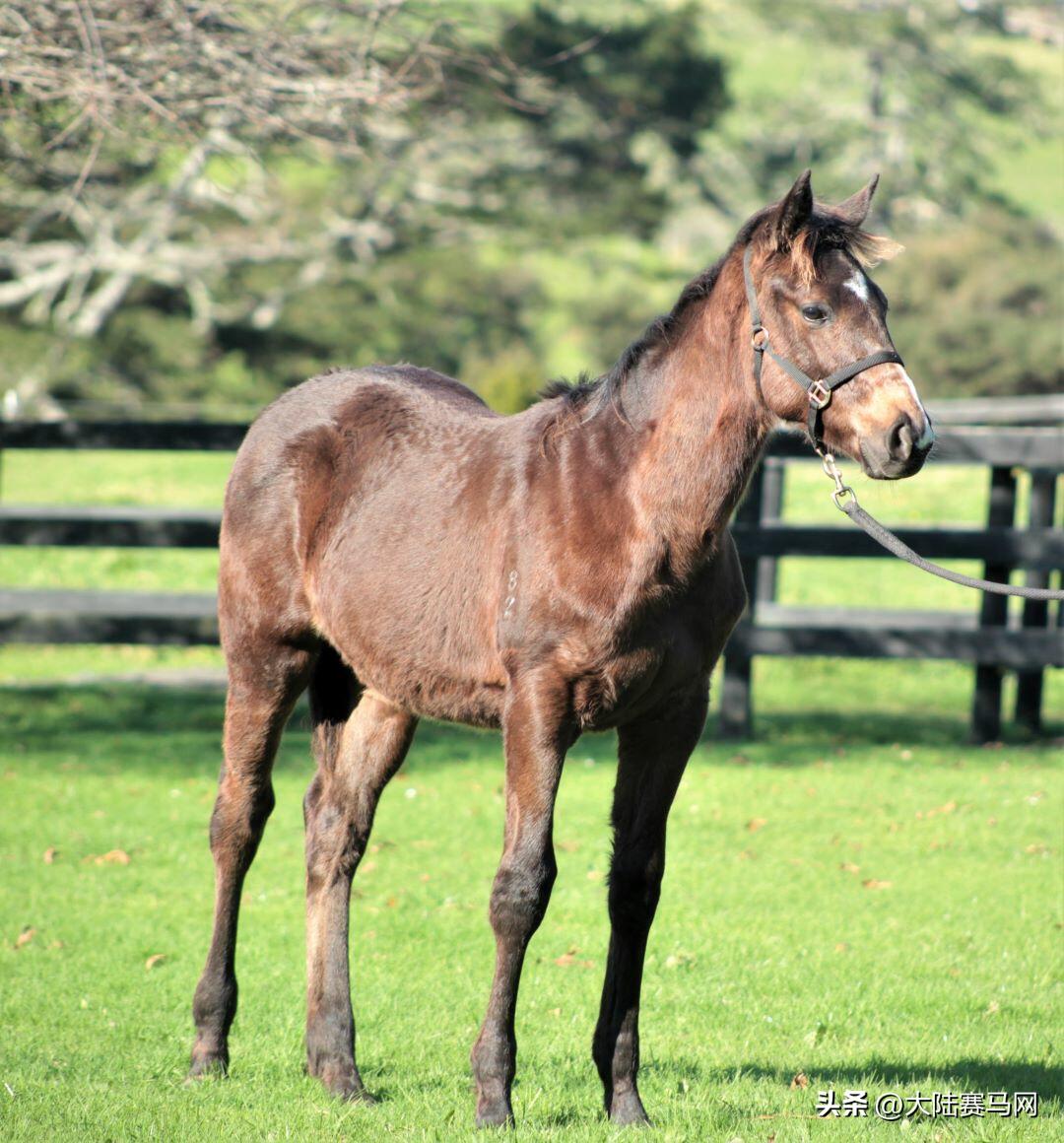 纯血统马驹出售,低价出售马驹子