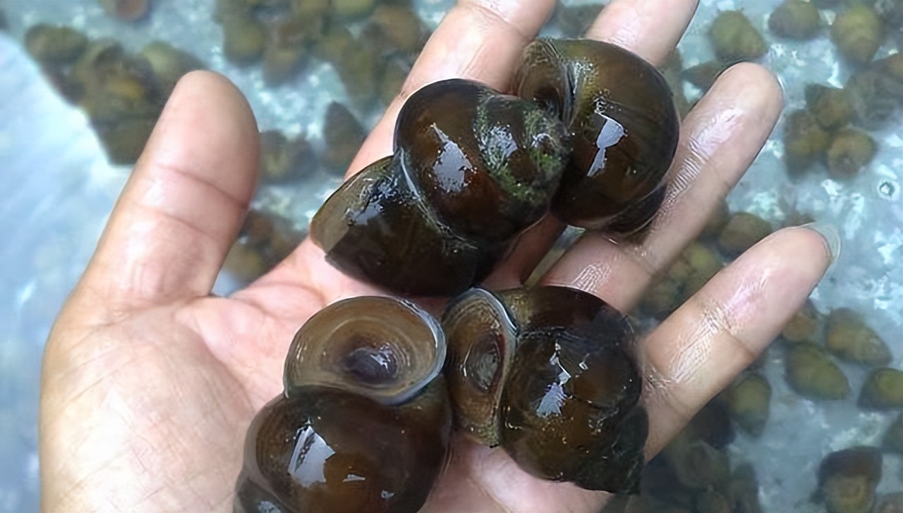 女生吃田螺有什么危害,女孩嗦田螺肿成香肠嘴