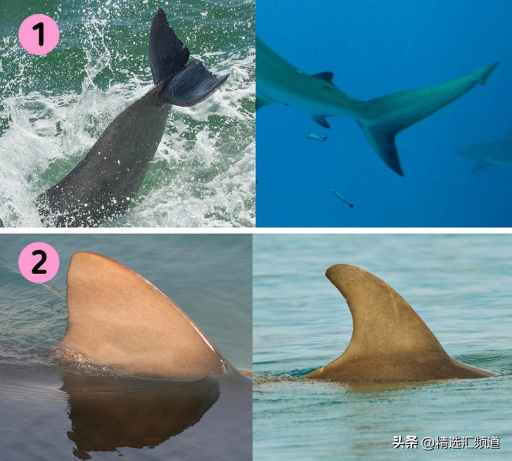 怎么防止鲨鱼进入沙滩,如果发现鲨鱼怎么办