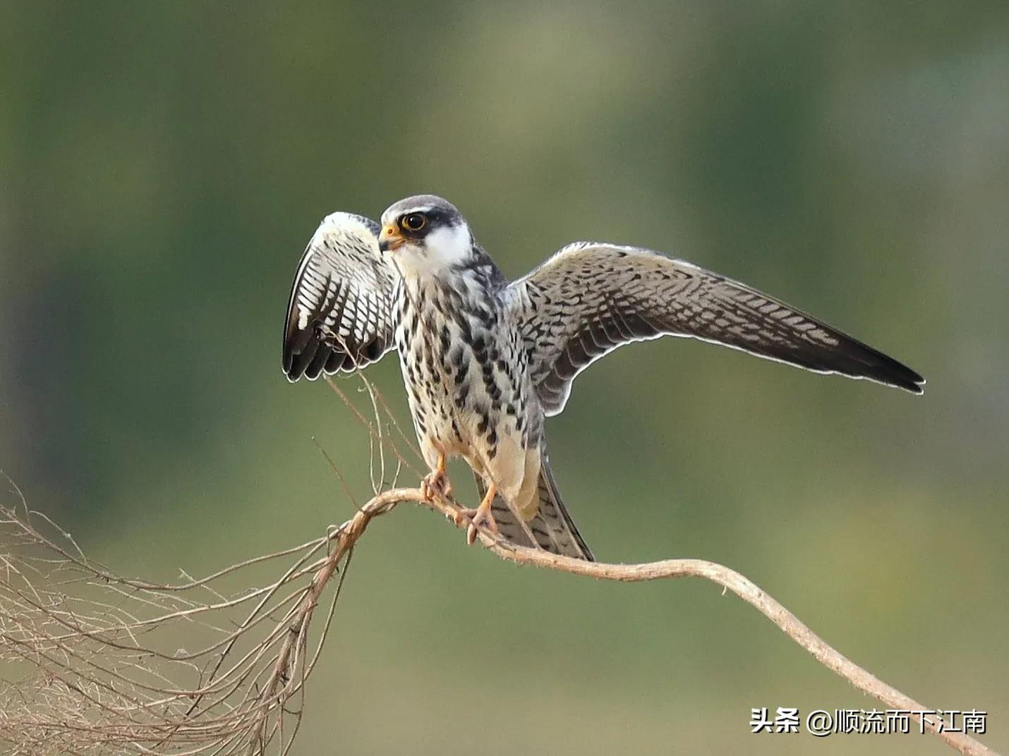 红脚隼叫声,红脚隼