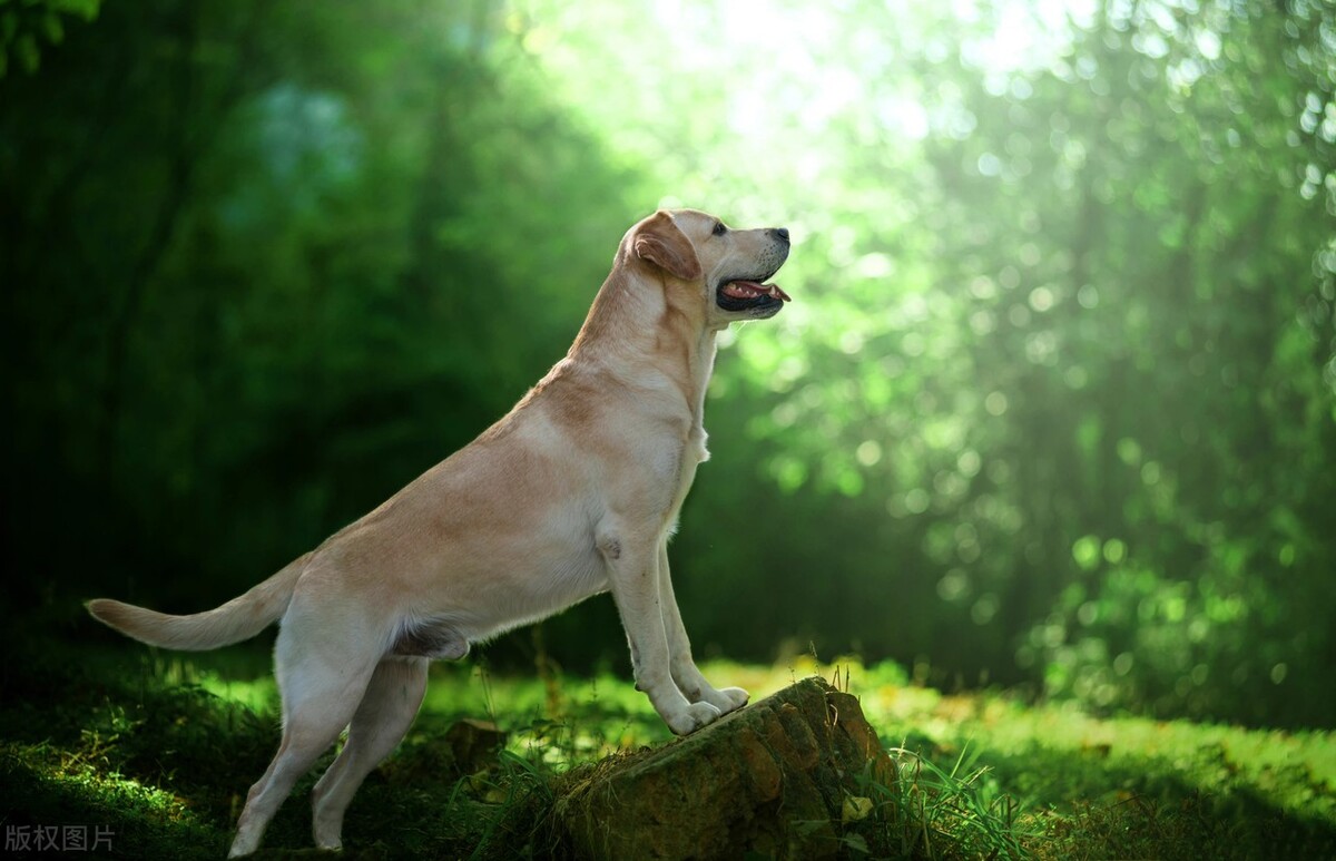 狗狗口炎的鉴别诊断,狗狗口炎多久能好