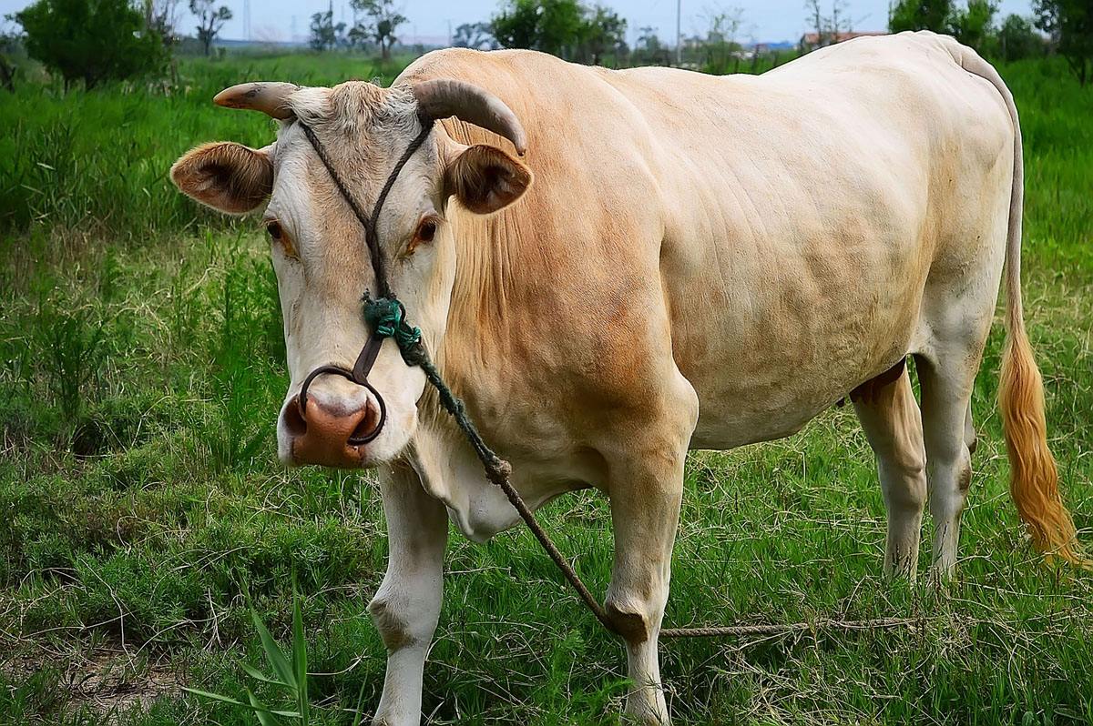 牛身上起疙瘩怎么治疗好得快呢,牛身上起疙瘩怎么治疗还能吃吗