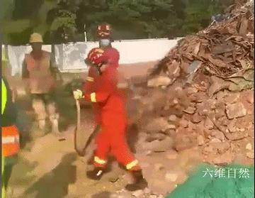 工地挖出3条大蟒蛇,深圳南山区蟒蛇