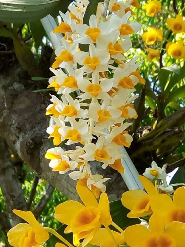 喜阴最好养的10种花,杜鹃花喜阴还是喜散光