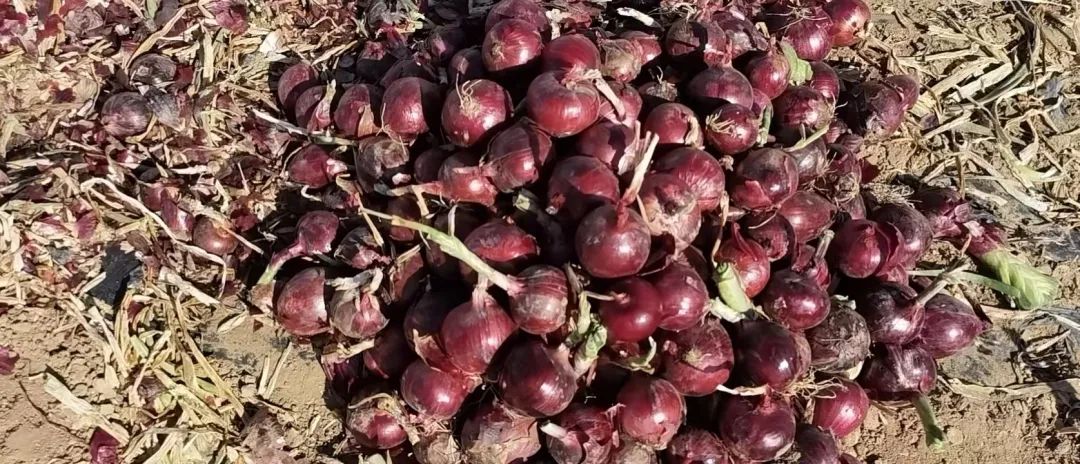 我是记者原版视频作者,我是记者的原创视频