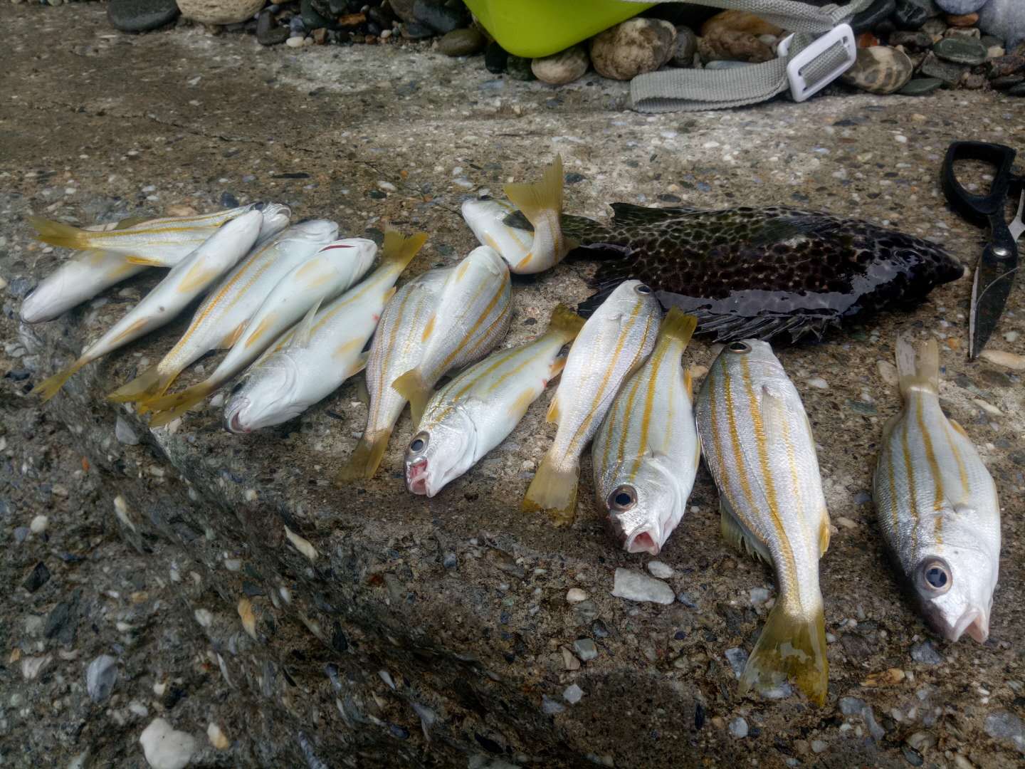 花莲县钓鱼,花莲在哪里海钓