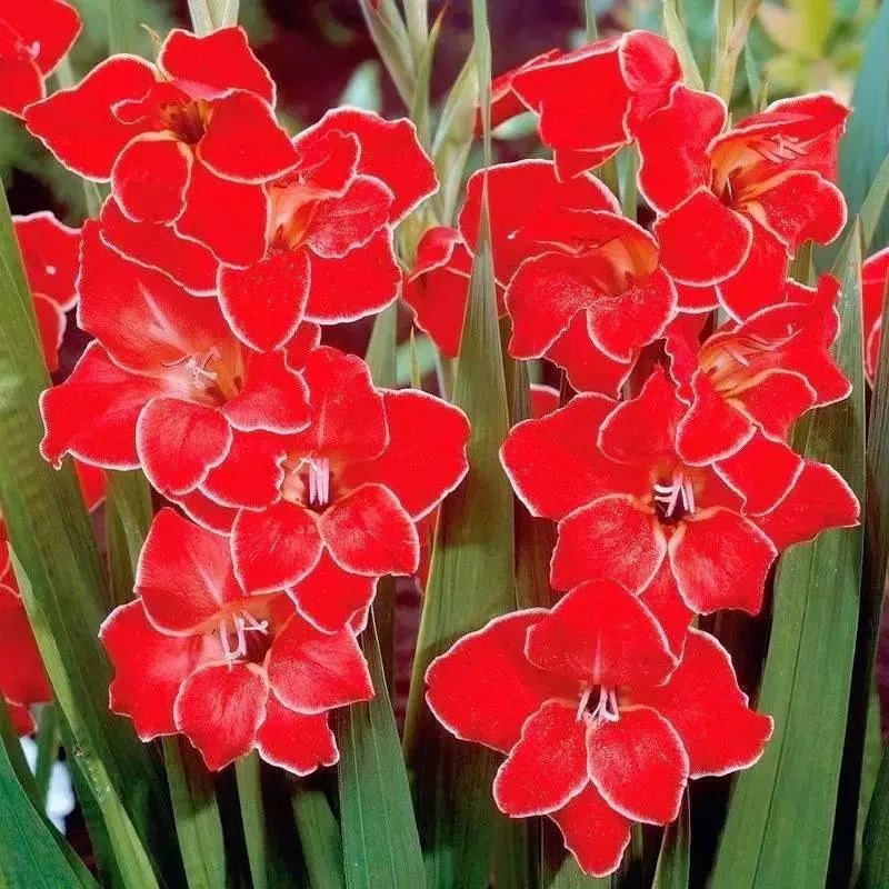 剑兰，锦绣山河，如花美剑｜花名册No.00179