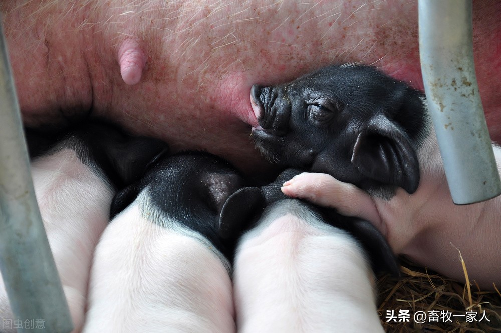 小母猪发猪情的表现,小母猪应激怎么办