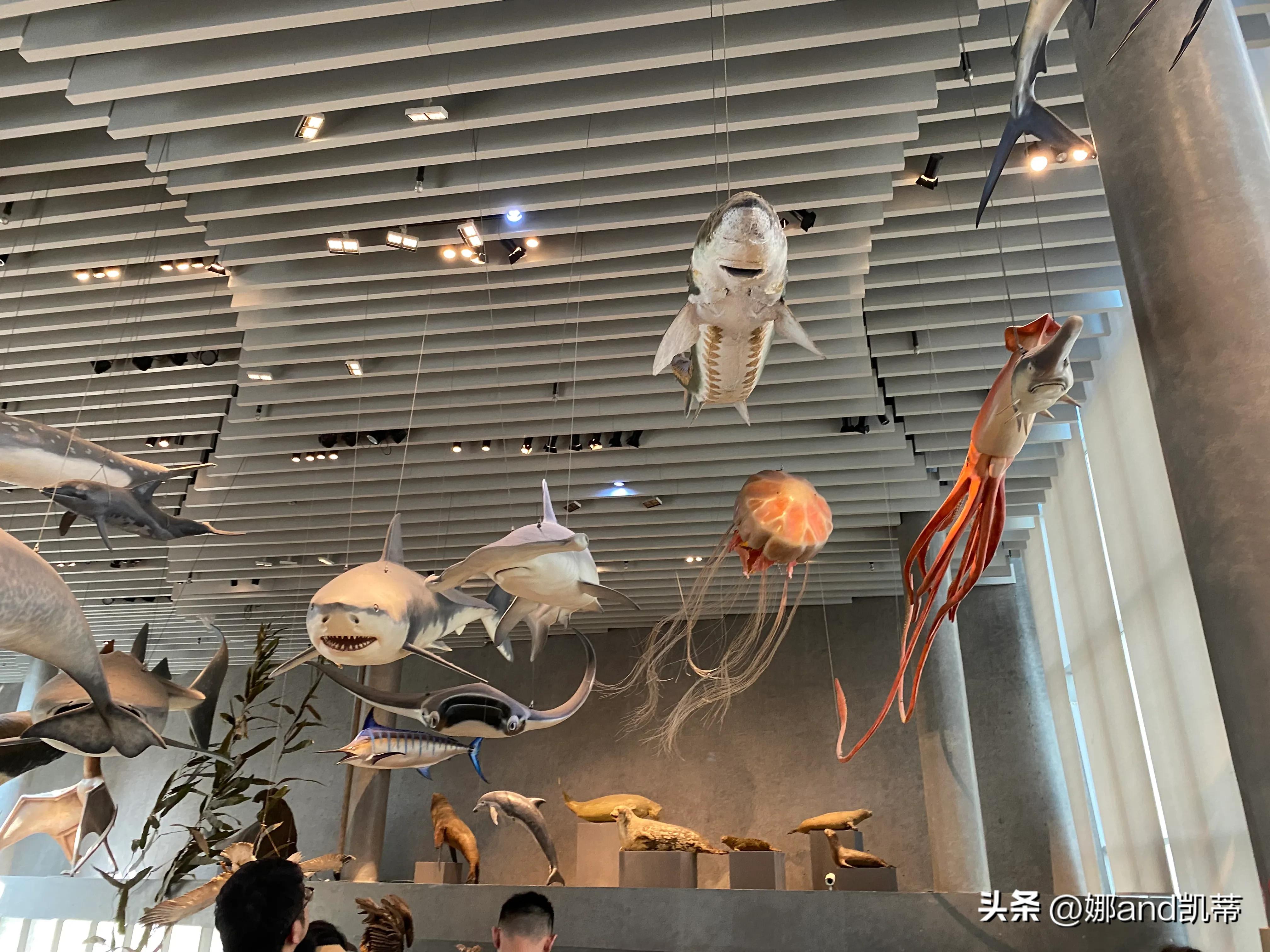 苏州高铁到上海自然博物馆攻略,最新苏州到上海自然博物馆怎么走