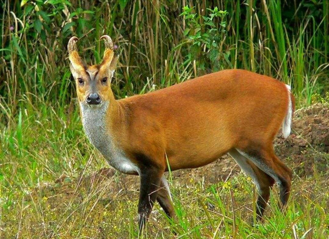 湖北出现“羌仔虎”，体型如狐外表可爱，却能单挑猴子猎杀野猪