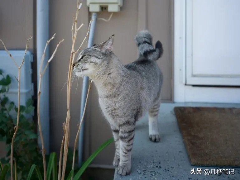 哈苏x2d100c视频,哈苏x2d100c与50c区别