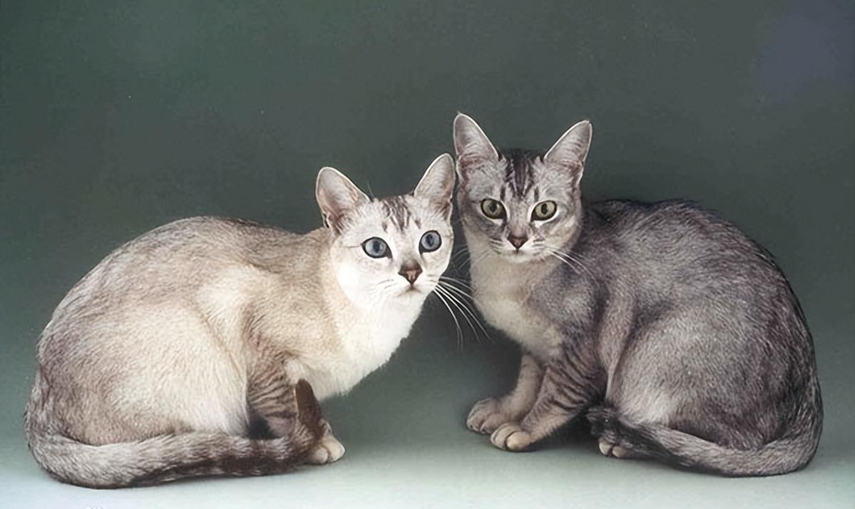 脾气比较暴躁的几种猫新手不要养,猫咪最怕的几种猫