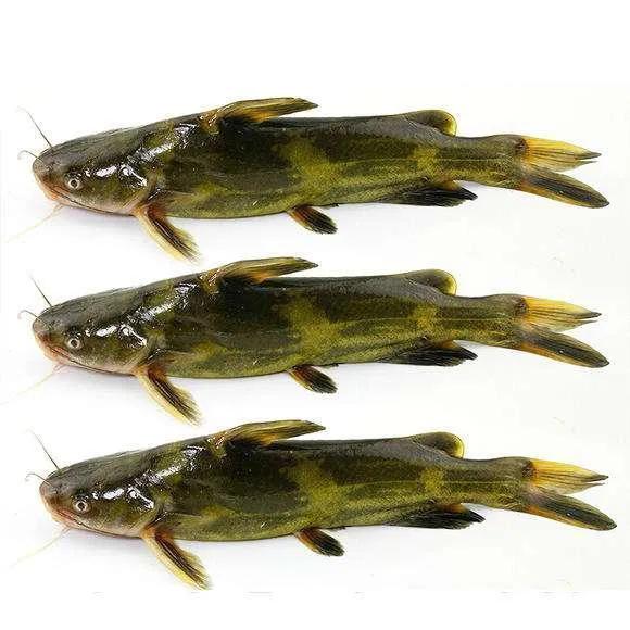 中国常见的淡水鱼全部图片,史上最全的淡水鱼图集