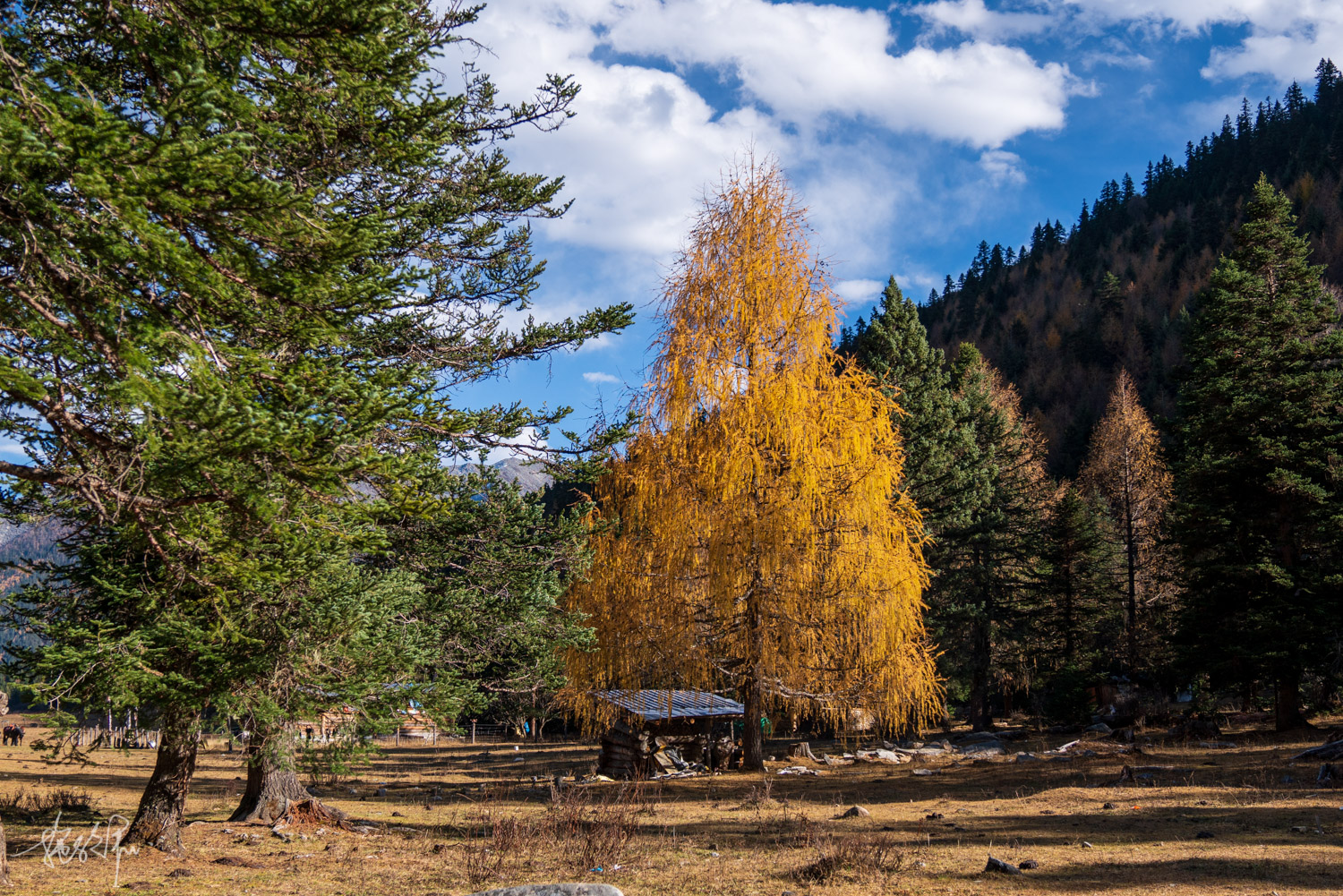 我的2022年度报告,我的2022原版