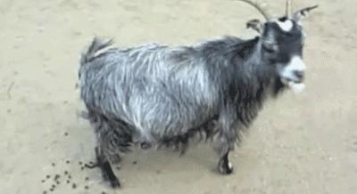 摩洛哥踢球干净吗,摩洛哥是怎样的一支球队