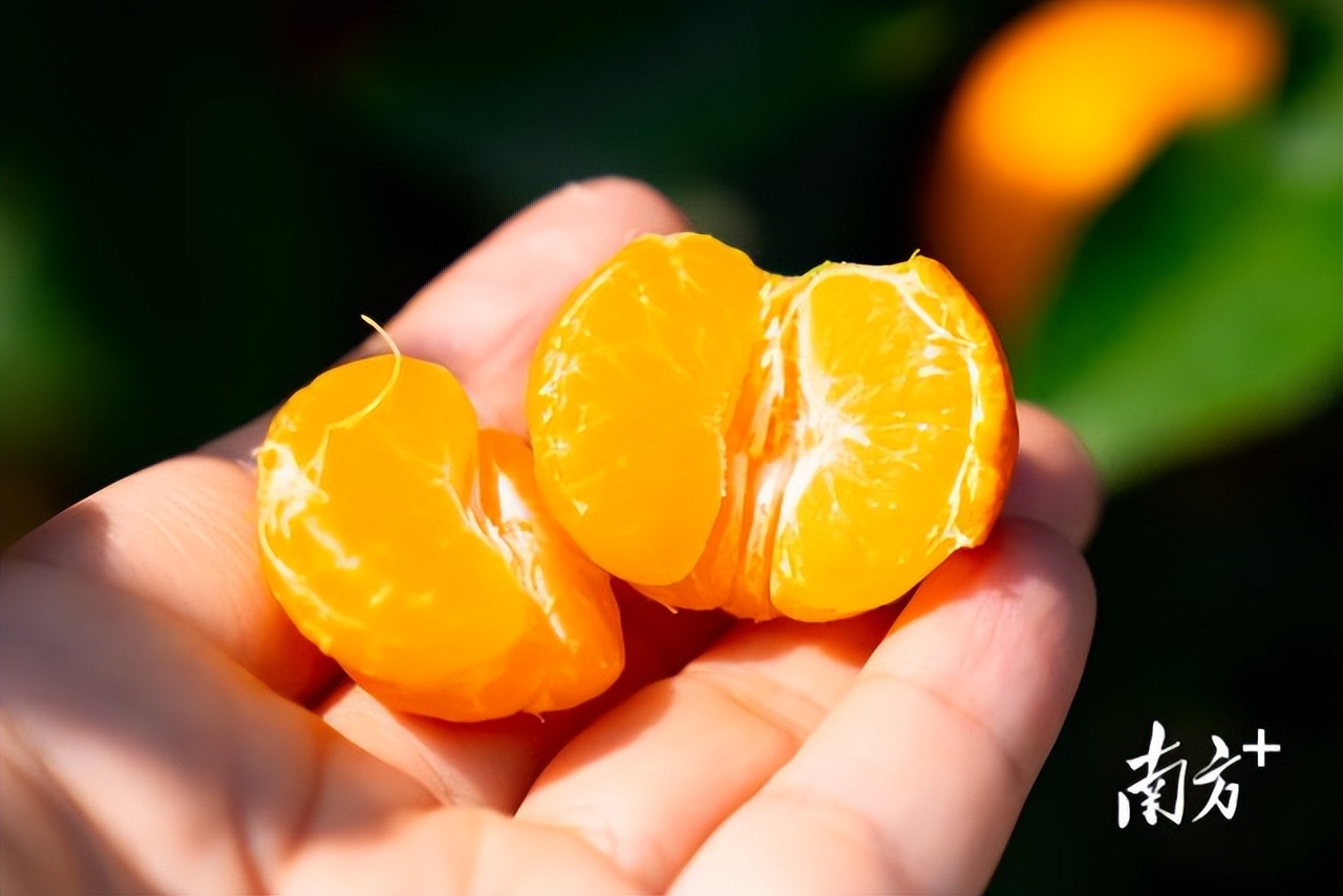 四会正宗沙糖桔是纯甜的吗,四会沙糖桔有没有籽