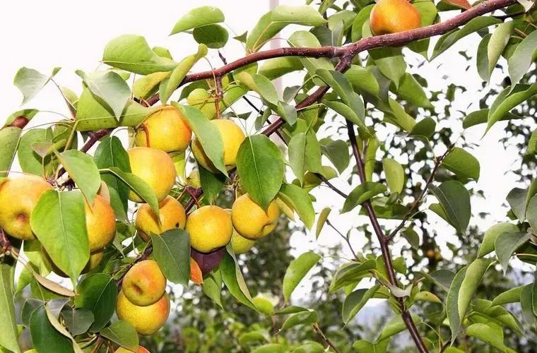 梨树会生的病以及治理方法,梨树斑点落叶病和褐斑病区别