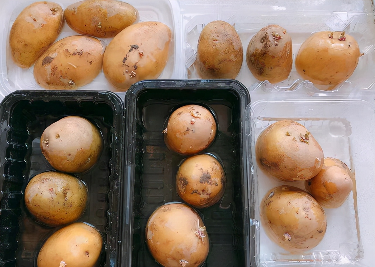 扔在水里就能活的绿植,类似绿萝扔水里就能活的植物