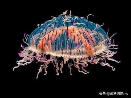 奇怪又美丽的水母,透明漂亮的水母
