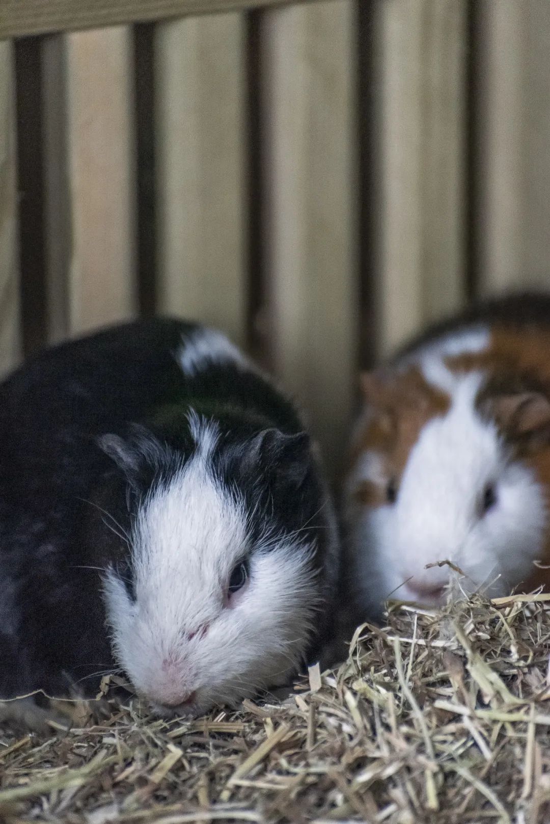 陈妙林直播,开元酒店集团董事长陈妙林