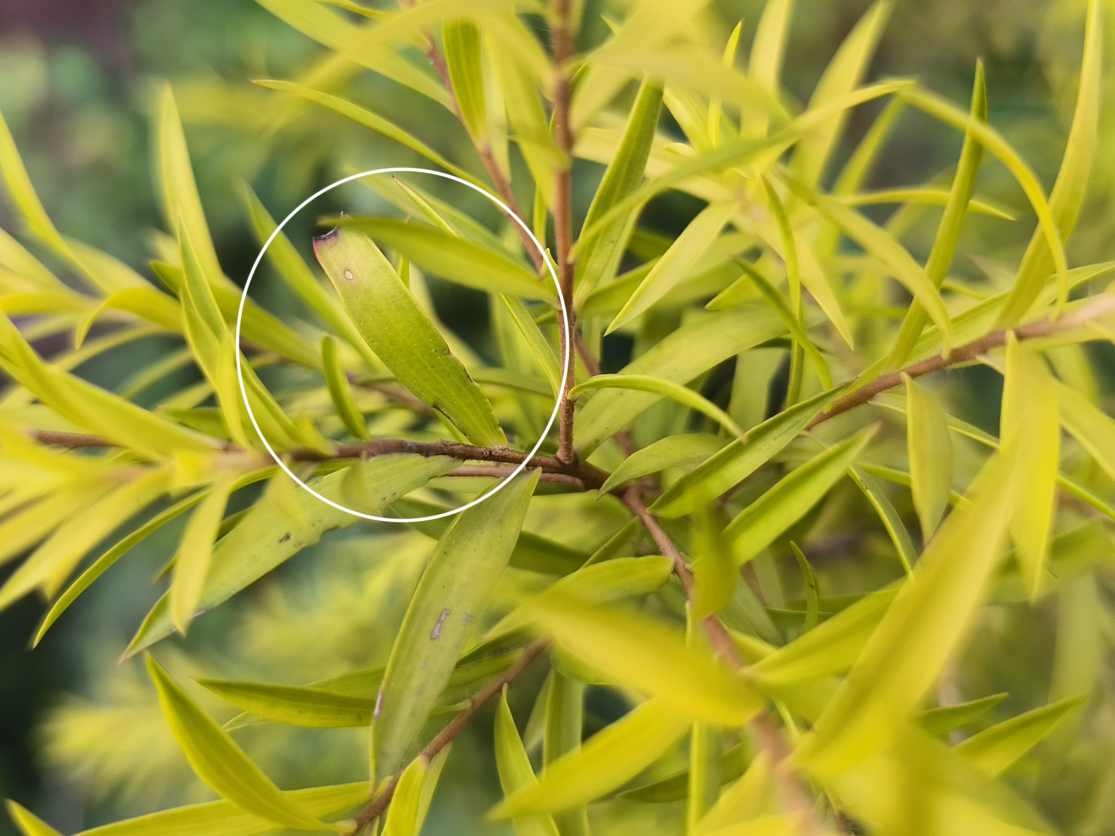 偶像派和实力派哪个更好看,荣耀70pro和平精英测评