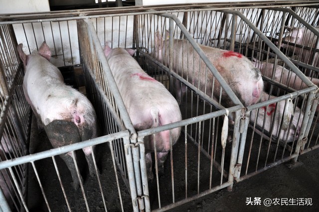 农村30元一斤大肥猪,500头肥猪14元一斤能卖多少钱