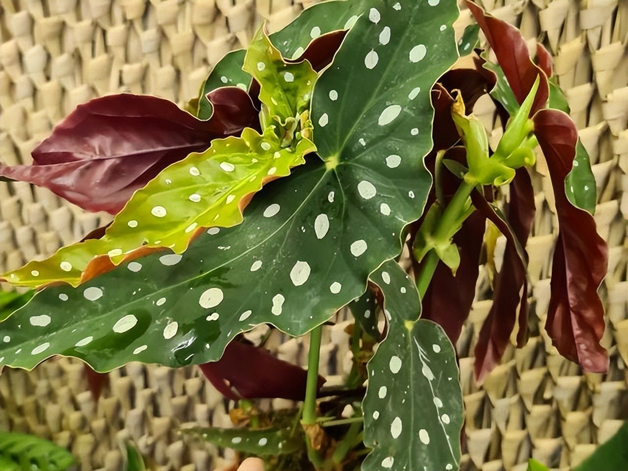 好养的喜阴花有哪些室内,哪些花喜阴不见阳光也可以生长