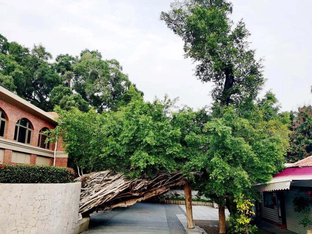 鼓浪屿最值得看的景点,鼓浪屿值得一去的景点