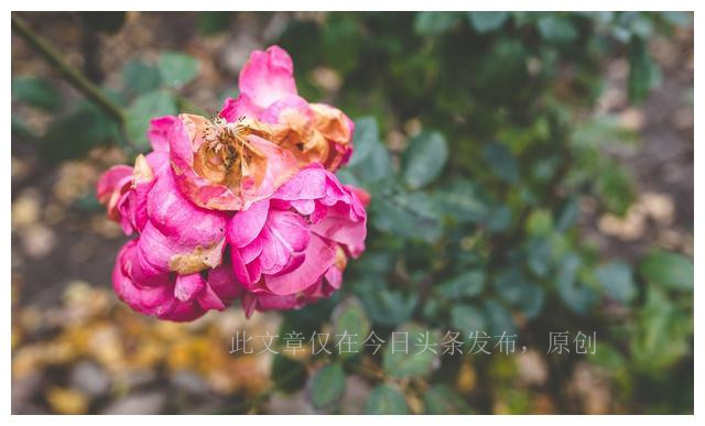 军婚离婚的真实经历,军婚在怎么样的情况下会离婚