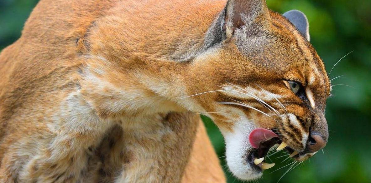 四川拍到多只野生大熊猫并报警,山彪真能杀死老虎吗