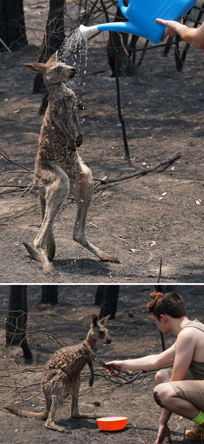 在澳大利亚你可以发现什么,澳大利亚到处能看到动物