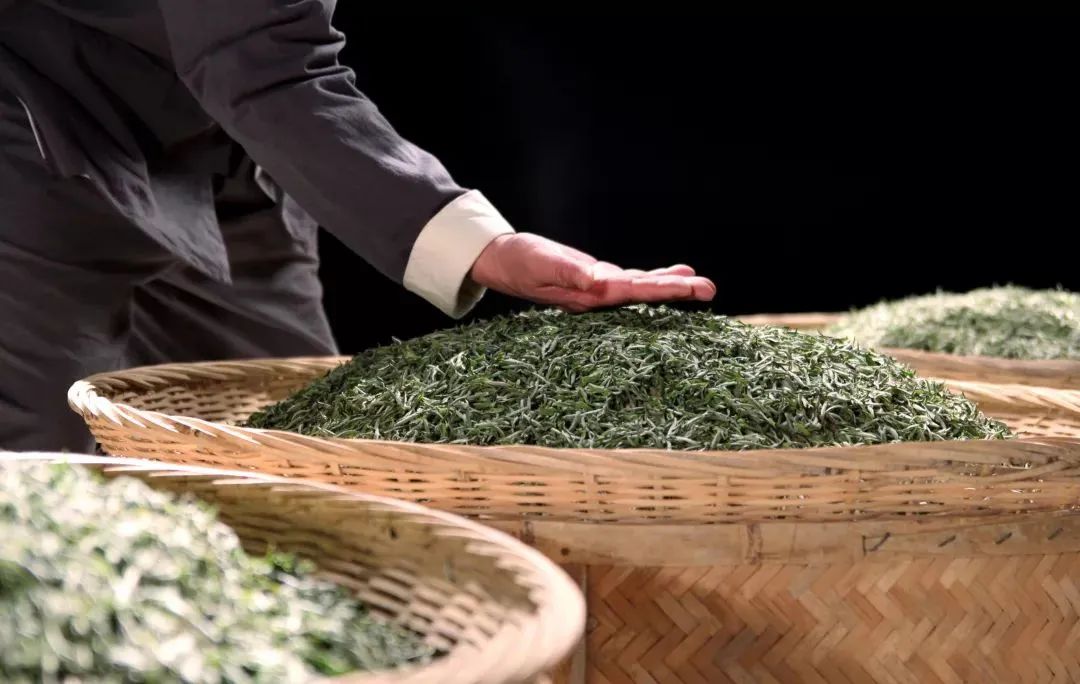 白茶书籍林振传,林振传白茶传承人