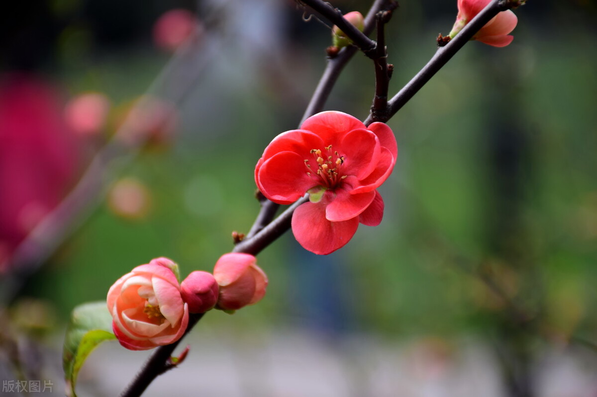 散文诗朗诵春天的雨,春天著名散文诗名家
