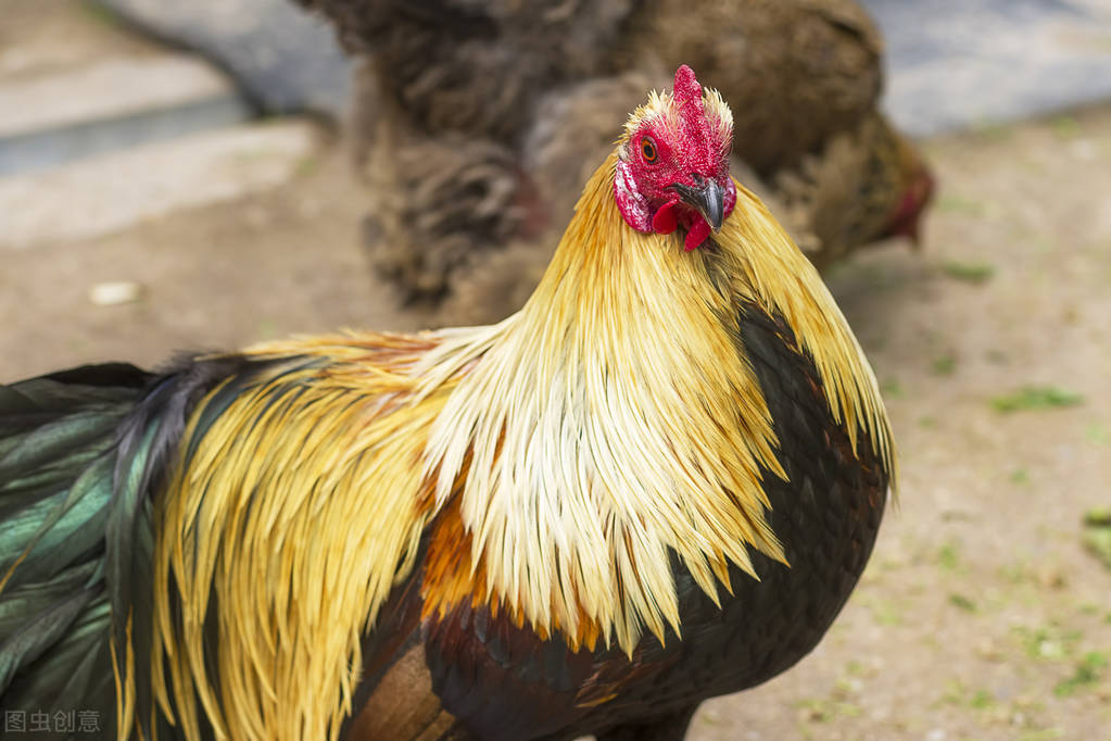 公鸡啄人的真相：公鸡看到的你十分欠啄，人越漂亮越容易中招