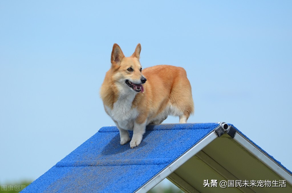 狗狗突然拉稀怎么办,狗狗突然呕吐拉稀全身发抖