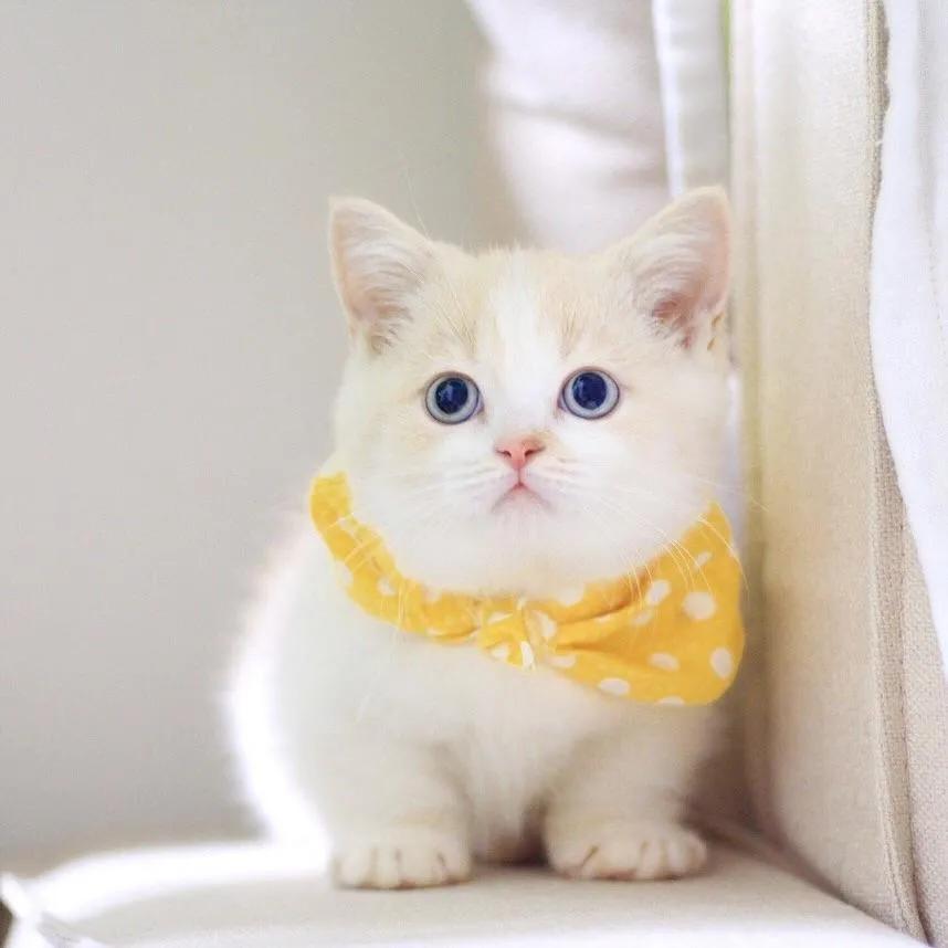 猫咪航空托运多少钱,航空托运猫咪到家后注意事项