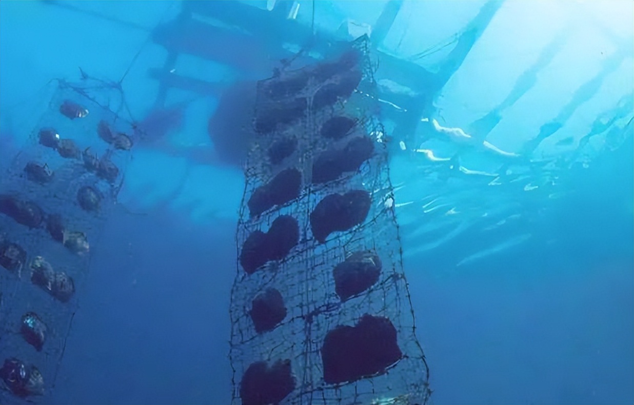 最贵的珍珠是哪种珍珠,世界最大的珍珠品种