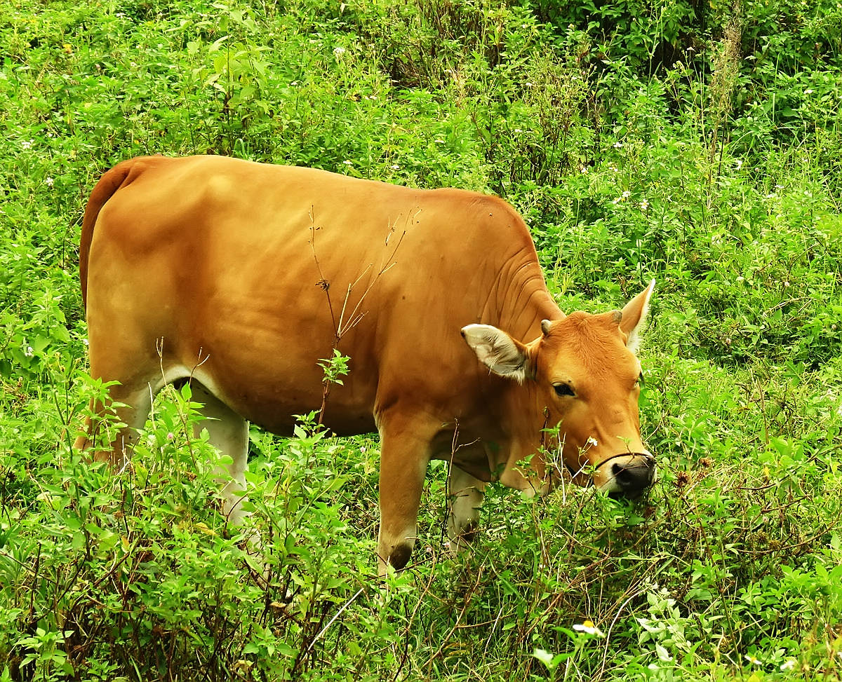养十头黄牛三年能赚多少钱,养黄牛一年赚50万