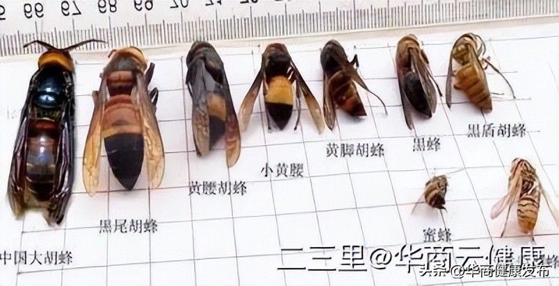 实用知识：赏花被蜂追，摆啥姿势安全？