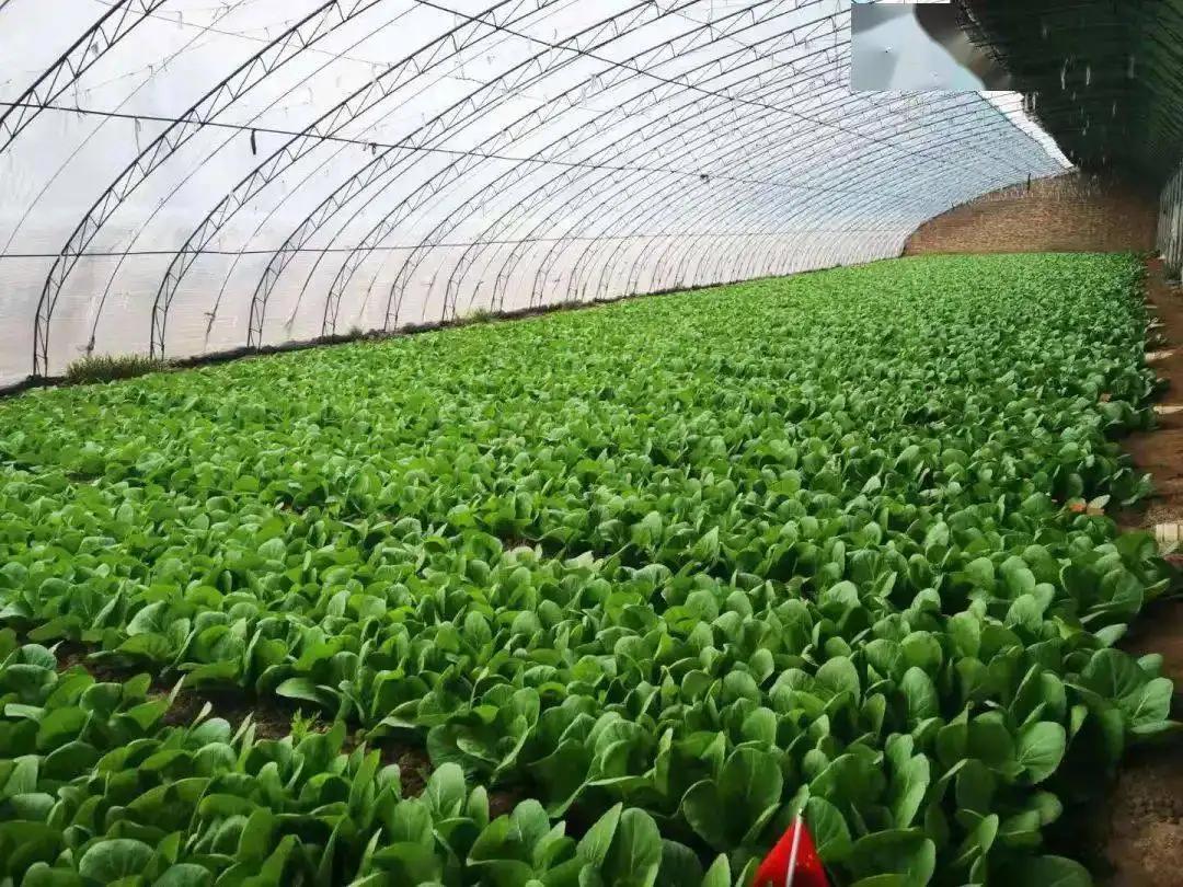 韩国泡菜为什么要从中国进口,韩国从中国进口泡菜有多少