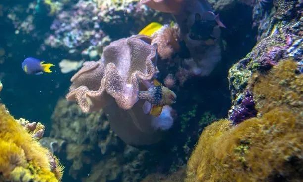 欧乐堡海洋极地公园攻略,欧乐堡最全游玩攻略请收好