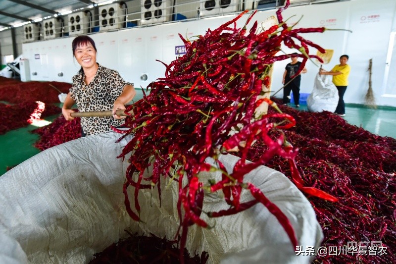 网带式辣椒干燥设备价格,辣椒烘干房设备图片